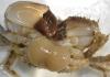 Sacculina gerbei